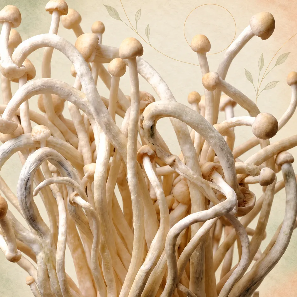 Growkit Natalensis Full Auto, mycology observation kit