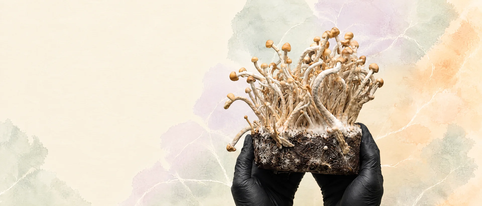 Hands in black gloves holding a Shroomsy growkit with dense mycelium and fruiting bodies